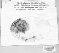 Poria medulla-panis image